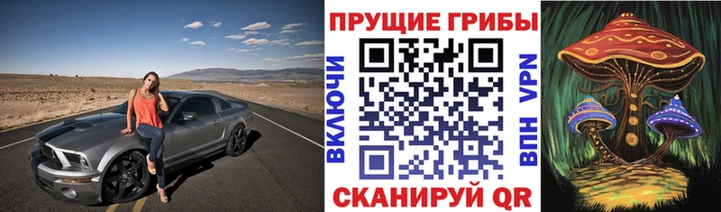 OMG   наркошоп  Долгопрудный  Псилоцибиновые грибы Cubensis 